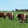 South American cattle bear the brunt of blame for food and environmental troubles.  Credit: Courtesy of Sociedad de Criadores de Hereford del Uruguay