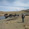 Cattle drink from the Sewanka River, polluted with sewage from El Alto, Bolivia.  Credit: Bernarda Claure