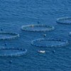Fish farms out at sea. Credit: Photo Stock
