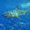More than 90 percent of the oceans' top predators -- large sharks, tunas, swordfish, cod and others -- are now gone. Credit: Terry Goss