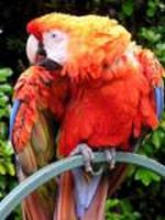 The endangered scarlet macaw. Credit: Adrian Pingstone