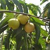 Guava is one of three invasive plant species that have taken root in the Galapagos Islands. Credit: Charles Darwin Foundation