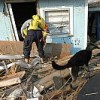 A search and rescue worker and his canine partner enter a damaged house to search for victims of Hurricane Katrina on Sep. 3, 2005.  Credit: US Govt