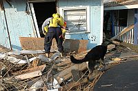 A search and rescue worker and his canine partner enter a damaged house to search for victims of Hurricane Katrina on Sep. 3, 2005.  Credit: US Govt