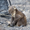 Koala injured in the fires. Credit: Courtesy of International Fund for Animal Welfare (IFAW)