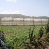 The high valley of Constanza is the heart of the Dominican Republic's high-tech agricultural production.  Credit: Elizabeth Roebling/IPS
