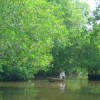A protected area on Tilapa beach, one of the few mangrove sanctuaries left on Guatemala's Pacific coast.  Credit: Courtesy of CONAP
