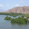Mangroves, like these in Timor-Leste, may store 50 times the amount of carbon than tropical forests.  Credit: Lofor/Creative Commons