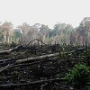 Projects to reduce deforestation, like this jungle burned for agriculture in southern Mexico, must include recognition of land rights, indigenous people say.  Credit: Jami Dwyer