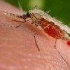 Anopheles stephensi mosquito, a natural vector of malaria, which kills a million people per year. Credit: US CDC