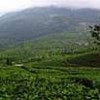Tea plantations in Munnar, Kerala Credit: KTDC
