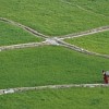 Solitary reaper trudges through lush wheat fields in Nepal where food prices are spiralling amidst plenty - as elsehere in Asia  Credit: Nepali Times