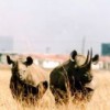 Development never far away: black rhino in the NNP, against the Nairobi skyline. Credit: Wanjohi Kabukuru