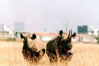 Development never far away: black rhino in the NNP, against the Nairobi skyline. Credit: Wanjohi Kabukuru Development never far away: black rhino in the NNP, against the Nairobi skyline. Credit: Wanjohi Kabukuru