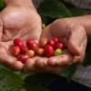 Organic coffee beans. Credit: Joseph Sorrentino/Comercio Justo México