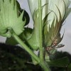 The Polistes wasp provides natural biocontrol to cotton fields by hunting down bollworms and other pests on the plant.  Credit: Dominik Hundhammer/Wikimedia Commons