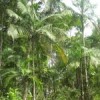 Palm trees on a hill of the Ivaporunduva quilombo. Credit: Mario Osava/IPS