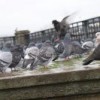 Urban life contributes to pigeon overpopulation.  Credit: Photo Stock