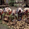 Yam harvest festival - women stacking yams in village compound. Kiriwina. Credit: Caroline Penn - Panos Pictures