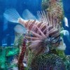 Lionfish  Credit: Juan Posada