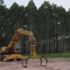 Eucalyptus plantation in Uruguay.  Credit: Courtesy of the World Rainforest Movement