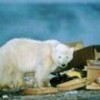 A young polar bear (Ursus maritimus) scavenges in the garbage near the Canadian city of Churchill, Manitoba. Credit: Photo Stock