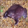 The Purple Frog, discovered in the Western Ghats in 2003, is testimony to the area&#39s rich biodiversity Credit: S.D. Biju