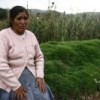 Cuzco farmer Teresa Rocca's maize crop was damaged by unusual hailstorms. Credit: Yanina Patricio/ Oxfam International