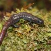 Until January of this year, the Bradytriton silus was thought to be extinct in Guatemala's cloud forests.  Credit: Sean Michael Rovito