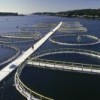 Salmon farms in New Brunswick, Canada, on the Atlantic Ocean.  Credit: Photo Stock