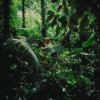 Looking for oil in the Ecuadorian jungle.  Credit: Photo Stock
