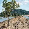 Mangrove destruction for shrimp farming in Thailand.  Credit: WWF-Canon / Hartmut 