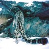Snow Leopard Caught Marking  Credit: SLC camera trap