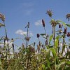 Sorghum almost ready for harvest in Lango, Uganda. Credit: Ezeu/Wikimedia Commons