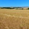 Soybean field in Nao-Me-Toque, Rio Grande do Sul. Credit: Nilson Konrad