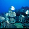 A school of spadefish, considered one of many overfished groups. Credit: Chuck Savall 