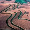 Strips of green alfalfa help curb erosion in Iowa by providing breaks from the more erodible corn fields.  Credit: Tim McCabe/USDA NRCS