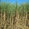 Brazilian sugarcane is at the core of the biofuels debate.  Credit: Photo Stock