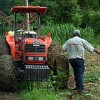 A sugarcane farm in Barbados. Credit: malweth