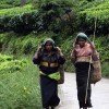 Tea workers in Sri Lanka's central region Credit: Feizal Samath