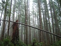 Frustrated loggers remain barred from Olympic National Forest, a habitat for dwindling numbers of the northern spotted owl. Credit: Michael J. Carter/IPS Frustrated loggers remain barred from Olympic National Forest, a habitat for dwindling numbers of the northern spotted owl. Credit: Michael J. Carter/IPS