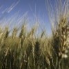 Wheat is one crop in Latin America that could be hit hard by climate change. Credit: Mauricio Ramos/IPS