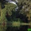 Virgin forests on the banks of the Lukenie River, in Bandundu province, Democratic Republic of Congo. Credit: Greenpeace
