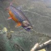 Some trout populations fell by a third after estrogen was introduced into the water. Credit: pxlpusher
