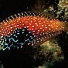 The vermicluate wrasse, or Macropharyngodon bipartitus Credit: Encyclopaedia of Life