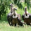 White-backed vultures at WWF's Changa Manga aviary near Lahore. Credit: Ghulam Rasool Mughal/IPS