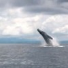 Humpback whale in the Pacific Ocean, near Costa Rica's Isla del Caño. Credit: Gabriel Fernández