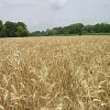 A regional food bank would allow countries to borrow food grains in times of crisis and shortfalls. Credit: Wikimedia Commons