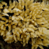 Egg capsules from a whelk, bulot, buccin, or wellhornschnecke, depending on who you ask. Credit: Minette Layne