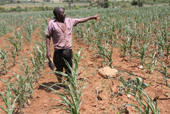 Der Bauer Daniel Chirara zeigt auf seine durch die Dürre bedrohten Maisplanzen (Bild: Andrew Mambondiyani/IPS).